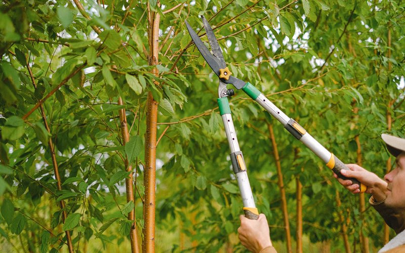 Tree trimming in Powhatan, AR