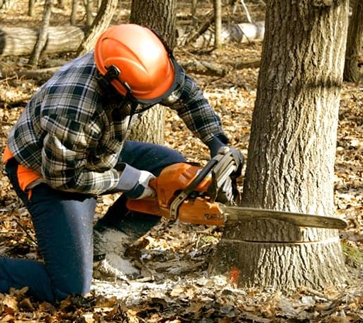 Tree Removal in Powhatan, AR